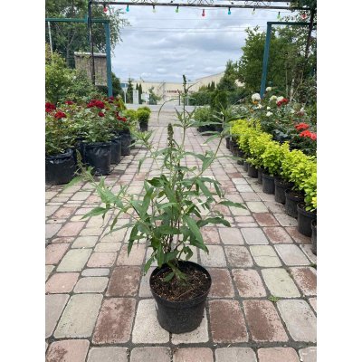 Саджанці купити Буддлея Давида " Блек Кінг"(Buddleja Davidii) "Black Knight" / контейнер C7.5 L