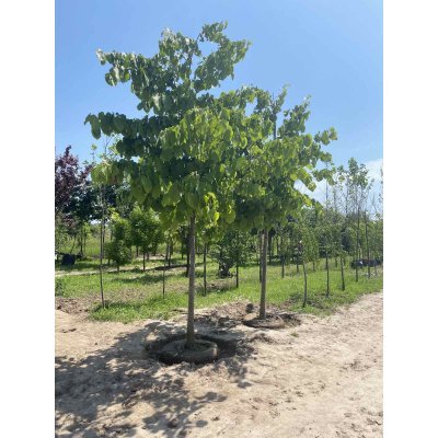 Саджанці купити Липа американська (Tilia americana) / H 450-500 см + / НО 35-37 см / ком