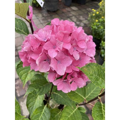 Саджанці купити Гортензія крупнолистова (Hydrangea macropylla) "Style Pink"/Н 80 см/контейнер С5 L