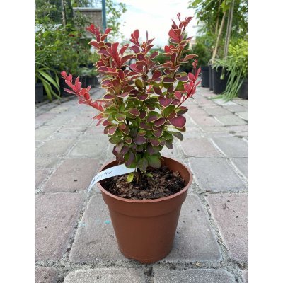 Саджанці купити Барбарис Тунберга (Berberis Thunbergii) "Ruby Star" / контейнер C3 L