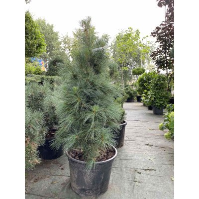 Саджанці купити Сосна Веймутова (Pinus strobus) "Fastigiata"/H 120-130 см/контейнер С20 L