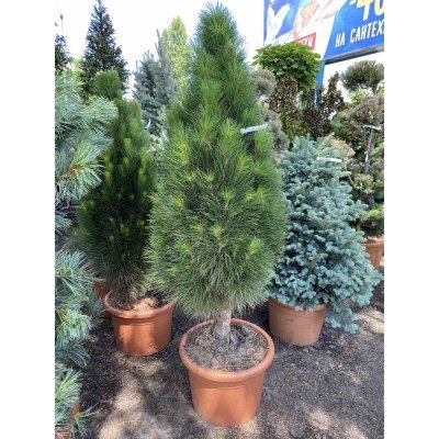 Саджанці купити Сосна чорна (Pinus nigra) "Green Tower"/H 140-150 см/контейнер