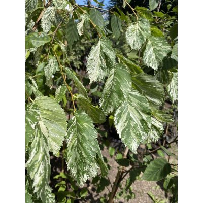 Саджанці купити В'яз малий (Ulmus minor) "Argenteovariegata" /Н 300 см/контейнер С7.5 L