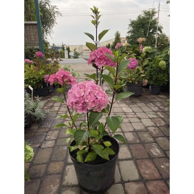 Саджанці купити Гортензія крупнолистова (Hydrangea macropylla) "Style Pink"/Н 80 см/контейнер С5 L