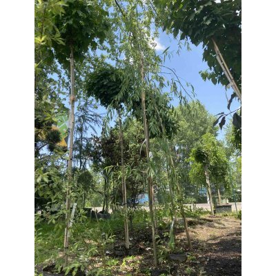 Саджанці купити Верба вавилонська (Salix babylonica var.pekinensis) "Pendula"/Н 350 см/контейнер