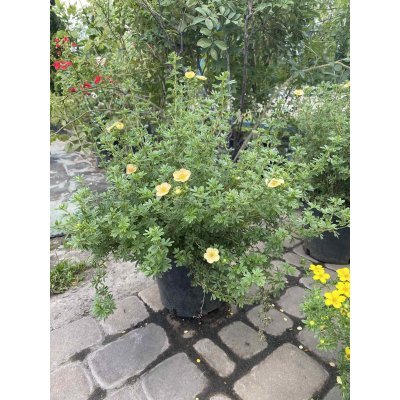 Саджанці купити Перстач чагарниковий (Potentilla fruticosa) "Daydawn"/ контейнер С5 L