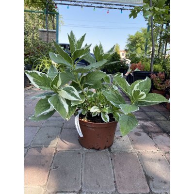 Саджанці купити Гортензія крупнолистова (Hydrangea macrophylla) "Tricolor" / H 30 см / контейнер С5 L