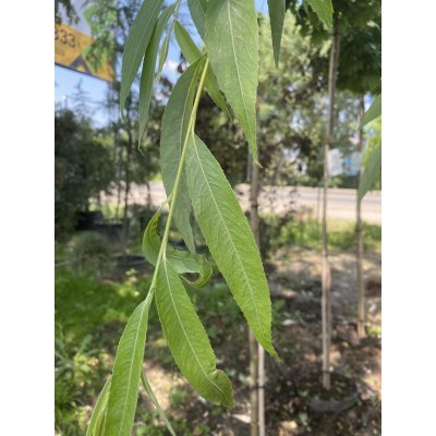 Саджанці купити Верба вавилонська (Salix babylonica var.pekinensis) "Pendula"/Н 350 см/контейнер