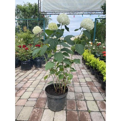 Саджанці купити Гортензія деревоподібна "Анабель"/ (Hydrangea arborescens) "Annabelle" / контейнер C7.5 L