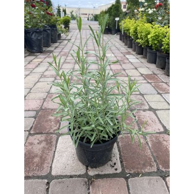 Саджанці купити Лаванда вузьколиста (Lavandula angustifolia) / контейнер С3 L