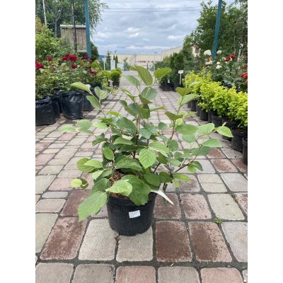 Саджанці купити Фотергіла середня (Fothergilla intermedia) "Red Licorice" /Н 60 см/ контейнер С7 L