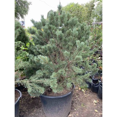 Саджанці купити Сосна звичайна (Pinus sylvestris) "Watereri" /Н 150 см/контейнер