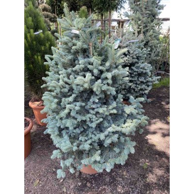 Саджанці купити Ялиця субальпійська (Abies lasiocarpa) "Compacta" /Н 110-120 см/D 100 см/ контейнер С45 L