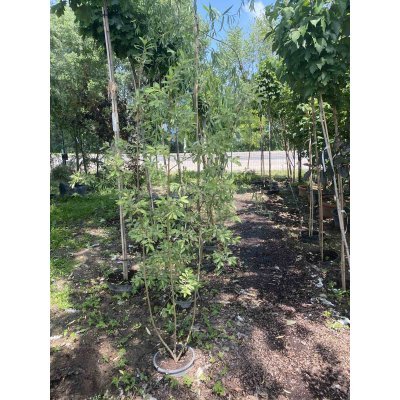 Саджанці купити Верба вухаста (Salix aurita) "Büchelberg" / H 150 см + / контейнер