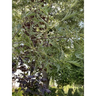 Саджанці купити Вільха чорна (Alnus glutinosa) "Imperialis"/Н 220-250 см+/контейнер С10 L