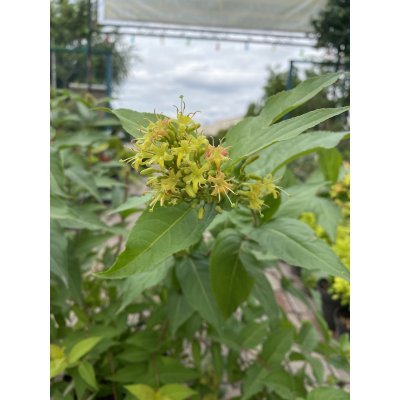 Саджанці купити Дієрвілла потічкова (Diervilla rivularis) "Honeybee"/Н 40-60 см/контейнер С5 L