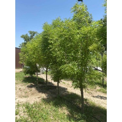Саджанці купити Ясен золотистий (Fraxinus Golden) "Jaspidea" / Н 300+ см/кому