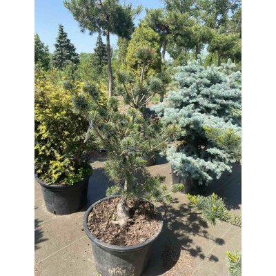 Саджанці купити Сосна дрібноквіткова (Pinus parviflora) "Negishi"/Н 120 см+/контейнер