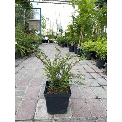 Саджанці купити Кизильник темно-червоний/горизонтальний (Cotoneaster atropurpureus/horizontalis) "Tangstedt"/контейнер С3 L