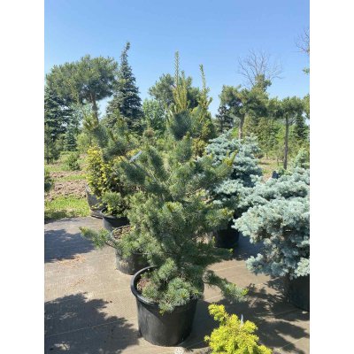 Саджанці купити Сосна дрібноквіткова (Pinus parviflora) "Negishi"/Н 150 см+/контейнер