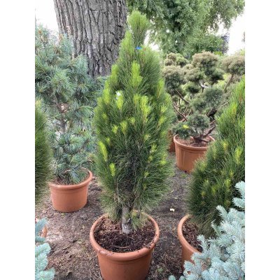 Саджанці купити Сосна чорна (Pinus nigra) "Green Tower"/H 140-150 см/контейнер