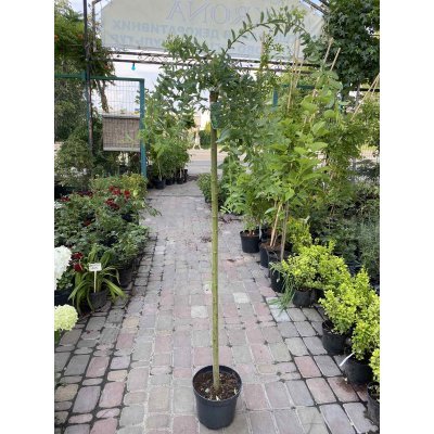 Саджанці купити Верба цільнолиста (Salix integra) "Pendula" /Stam 130 см/ контейнер С10 L