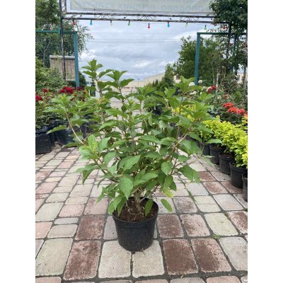 Саджанці купити Гортензія волотиста (Hydrangea paniculata) "Little Lime" / контейнер C3 L