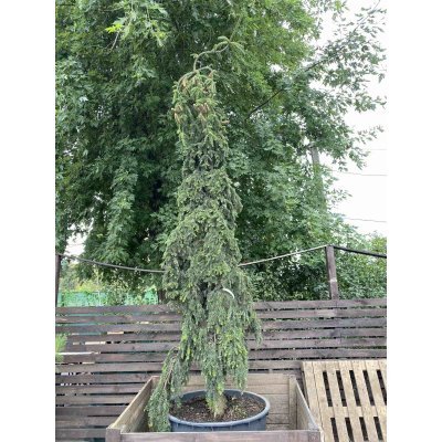 Саджанці купити Ялиця біла (Abies alba) "Pendula"/Н 300-350 см/контейнер
