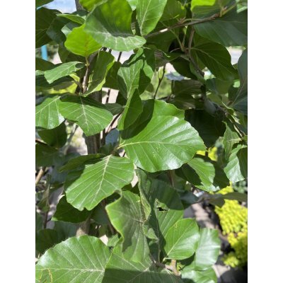 Саджанці купити Бук лісовий (Fagus sylvatica) "Dawyck Gold" /Н 170-210 см/контейнер С15 L