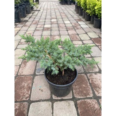 Саджанці купити Ялівець лускатий (Juniperus squamata) "Hunnetorp"/контейнер С7.5 L