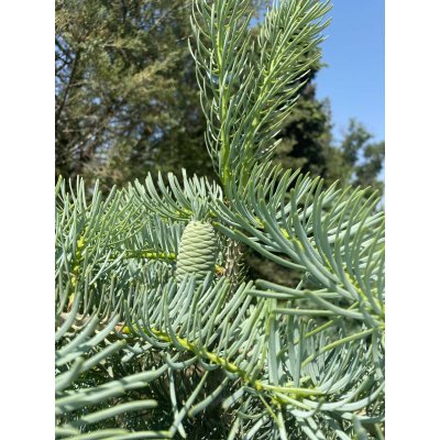 Саджанці купити Ялиця одноколірна (Abies concolor) /H 400-500 см/ ком