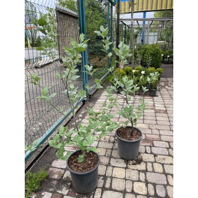 Саджанці купити Горобина проміжна (Sorbus intermedia) або шведська /Н 140-150 см/контейнер