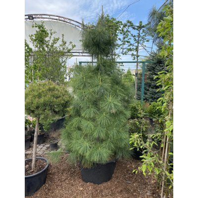 Саджанці купити Сосна Веймутова (Pinus strobus) / H180 см + / контейнер С90 L