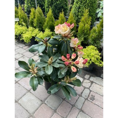 Саджанці купити Рододендрон гібридний (Rhododendron hybrida) "Horizon Monarch" / контейнер C4 L