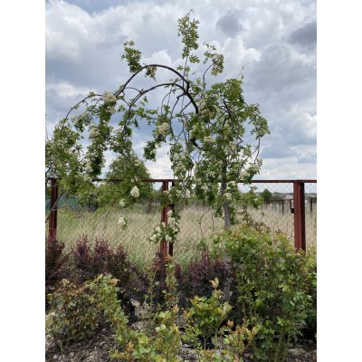 Саджанці купити Горобина звичайна (Sorbus aucuparia) "Pendula" / Stam 180-200 см/АЛЕ 20см/контейнер big bag
