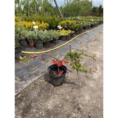 Саджанці купити Айва японська / хеномелес (Chaenomeles japonica) "Sargentii" / контейнер С3 L