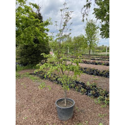 Саджанці купити Дерен Коуза (Cornus cousa) /Н 190 см+/ контейнер