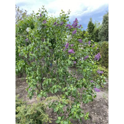 Саджанці купити Бузок звичайний (Syringa vulgaris "Sensation" / кущ Н 180 см+ / ком