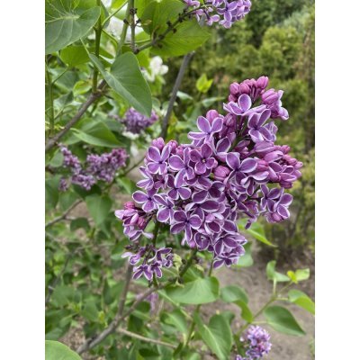 Саджанці купити Бузок звичайний (Syringa vulgaris "Sensation" / кущ Н 180 см+ / ком