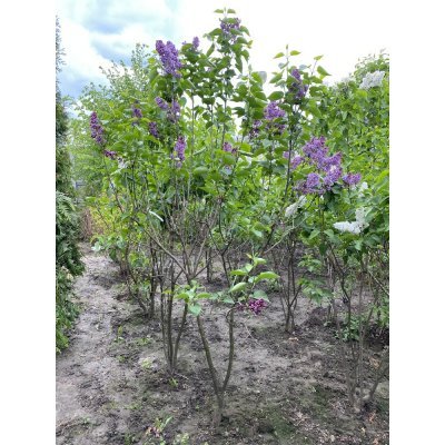 Саджанці купити Бузок звичайний (Syringa vulgaris "Sensation" / кущ Н 180 см+ / ком