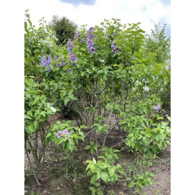 Саджанці купити Бузок звичайний (Syringa vulgaris) "Michel Buchner"/кущ Н 180 см +/ ком