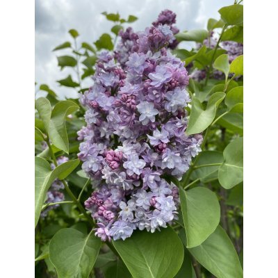 Саджанці купити Бузок звичайний (Syringa vulgaris) "Michel Buchner"/кущ Н 180 см +/ ком