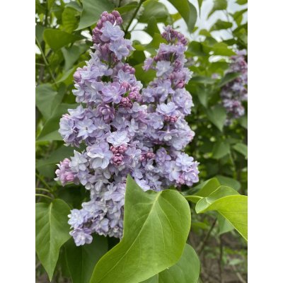 Саджанці купити Бузок звичайний (Syringa vulgaris) "Michel Buchner"/кущ Н 180 см +/ ком