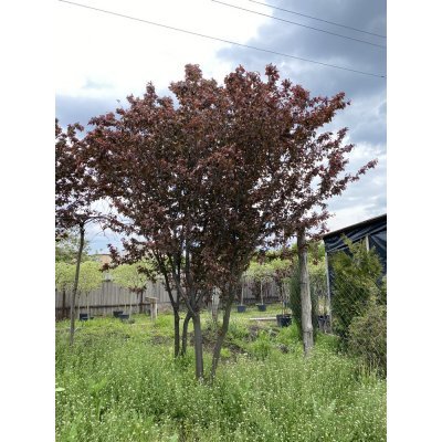Саджанці купити Слива розчепірена (Prunus cerasifera) "Pissardii" /H 500 см/АЛЕ 22-24 см/ кому