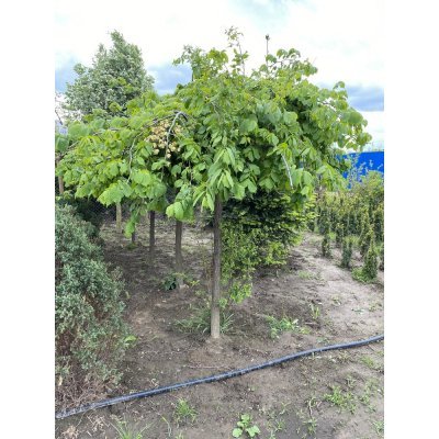 Саджанці купити В'яз шорсткий (Ulmus glabra) "Pendula"/Stam 170 см/АЛЕ 16-18 см/кому