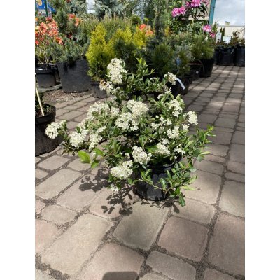 Саджанці купити Пираканта (Pyracantha) "Orange Glow" / контейнер C10 L