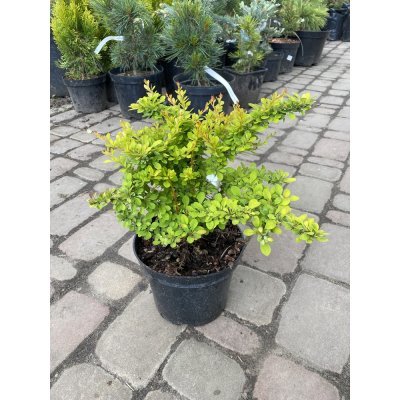 Саджанці купити Барбарис Тунберга (Berberis thunbergii) "Sunsation" / контейнер С2 L