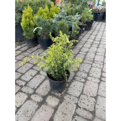Саджанці купити Ялівець звичайний (Juniperus communis) "Gold Cone"/H 40 см/контейнер С5 L
