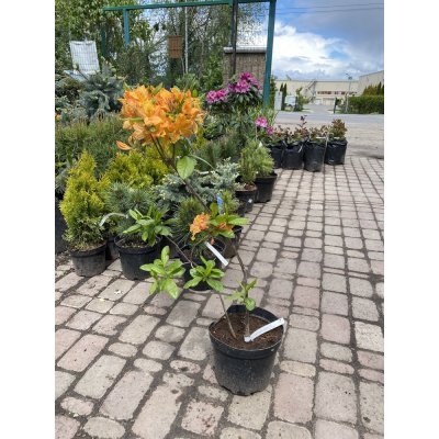 Саджанці купити Азалія великоквіткова (Rhododendron hybrid) "Golden Lights"/Н 50 см/контейнер С5 L