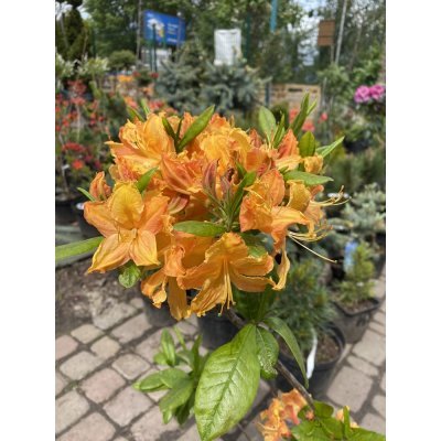 Саджанці купити Азалія великоквіткова (Rhododendron hybrid) "Golden Lights"/Н 50 см/контейнер С5 L